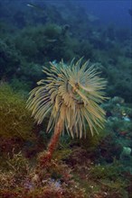 A feathery screw table (Sabella spallanzanii) stands upright in the blue water, dive site Cap de