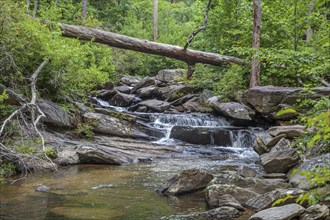 Fallen tree over a cascade on Cheaha Creek along the Chinnabee Silent Trail through Talladega