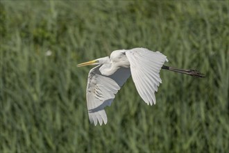 Short-eared owl (Ardea alba) in flight over a marshland. Bas Rhin, Alsace, France, Europe