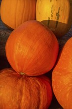 Close-up of several orange and yellow pumpkins in a natural environment, Germany, Europe