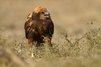 Young female marsh harrier (Circus aeruginosus) Catalonia, Spain, Europe