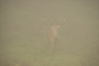 Red deer (Cervus elaphus) Stag in fog during the rut, Allgäu, Bavaria, Germany, Allgäu, Bavaria,