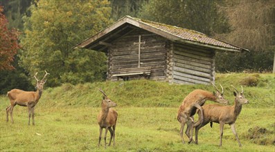 Red deer (Cervus elaphus) spit in front of a mountain hut during the rut, Allgäu, Bavaria, Germany,