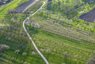 Spring in the Ortenau district, blossoming orchards, drone photo, Sasbach, Baden-Württemberg,