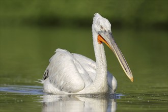 Dalmatian Pelican (Pelecanus crispus), swimming, Lake Kerkini, Central Macedonia, Greece, Europe