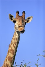 Cape giraffe (Giraffa camelopardalis giraffa), adult, alert, portrait, Hluhluwe Umfolozi National