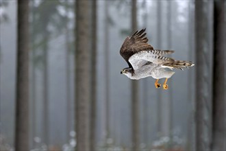 Goshawk (Accipiter gentilis), adult in winter, flying in the snow, Zdarske Vrchy, Bohemian-Moravian