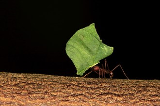 Leaf-cutter ant (Atta sexdens), carries leaf, transport, leaf, Central America, South America