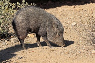 Collared peccary (Pecari tajacu), adult, foraging, Sonoran Desert, Arizona, North America, USA,