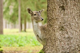 European fallow deer (Dama dama) hind standing in a forest, Bavaria, Germany, Europe