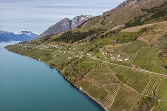 Aerial view over fjord and apple orchards near Lofthus, Hardangerfjord, Norway, Europe