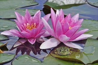 Frog in a water lily pond, June, Germany, Europe