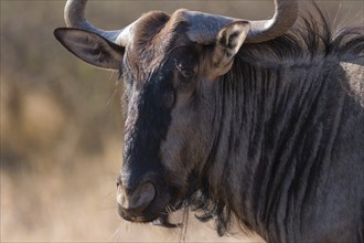 Blue wildebeest (Connochaetes taurinus), adult gnu feeding on dry grass, animal portrait, head