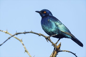 Cape starling (Lamprotornis nitens), Mkuze Game Reserve, Mkuze, KwaZulu-Natal, South Africa, Africa