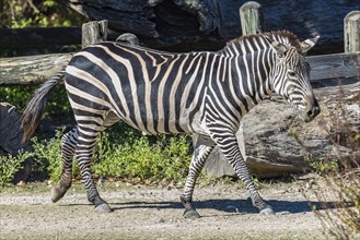 Zebra in captivity at the Audubon Zoo in New Orleans, Louisiana, USA, North America