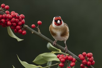 European goldfinch (Carduelis carduelis) adult bird on a Holly tree branch with red berries in