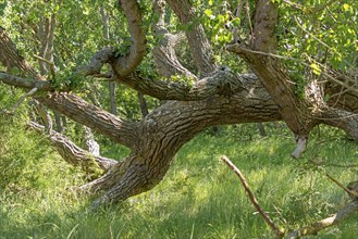 Lying tree, Darßer Ort, Born a. Darß, Mecklenburg-Vorpommern, Germany, Europe