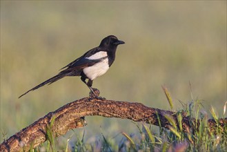 European magpie (Pica pica), perching station, Hides De Calera / Steppe Raptors, Calera Y Chozas,