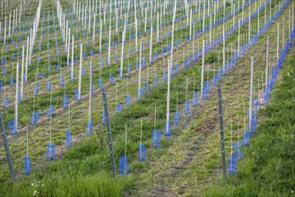 Vineyard, newly planted and cultivated, mulching, organic, Rems Valley, Baden-Württemberg, Germany,