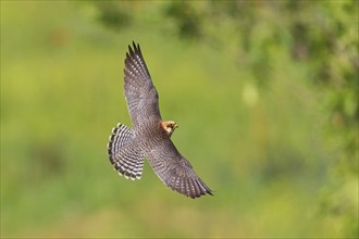 Red-footed Falcon, (Falco vespertinu), flight photo, falcon family, Tower Hide, Tiszaalpár,