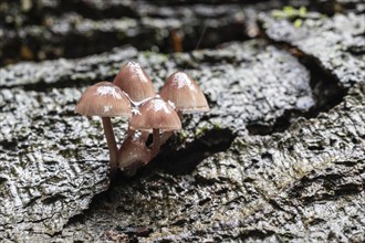 Large blood helminth (Mycena haematopus), Emsland, Lower Saxony, Germany, Europe