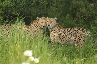 Cheetah (Acinonyx jubatus), meadow, captive