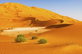 Wind-sculpted curved sand dunes with green vegetation, in the Rub al Khali desert, Dhofar province,