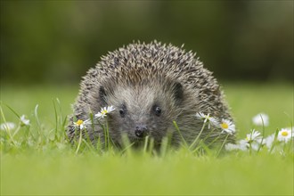 European hedgehog (Erinaceus europaeus) adult animal on an urban garden grass lawn with flowering