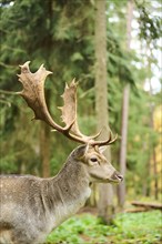 European fallow deer (Dama dama) stag in a forest, portrait, Bavaria, Germany, Europe