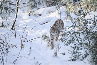 Eurasian lynx (Lynx lynx) walking in a snowy forest in winter, Bavaria, Germany, Europe