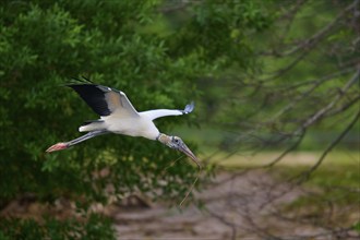 Wood Stork (Mycteria americana), flies through a wooded area holding a stick in its beak,