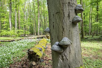 Near-natural deciduous forest, copper beech (Fagus sylvatica) deadwood overgrown with moss and