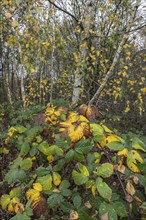 Autumn leaves of blackberry (Rubus fruticosus) in front of a birch (Betula pendula), Emsland, Lower