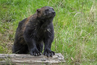 Wolverine, glutton, carcajou (Gulo gulo) showing front paws with big claws, native to Scandinavia,