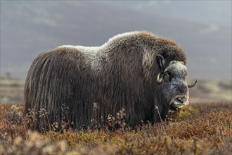 Musk ox (Ovibos moschatus), standing, autumn, Dovrefjell National Park, Norway, Europe