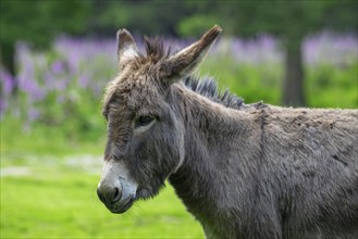 Miniature donkey, close-up portrait in meadow with flowers in spring, Mediterranean donkey breed