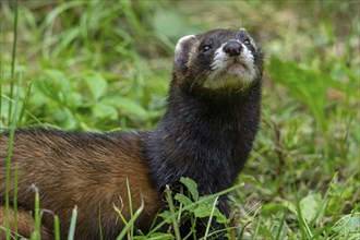 European polecat (Mustela putorius) close-up portrait in meadow