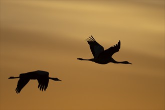 Crane (Grus grus), Hornborgorsjön, Sweden, Europe