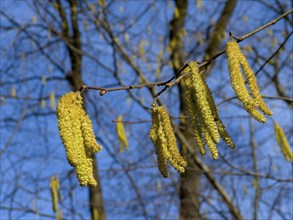 Flowering Common hazel, Hazelnut bush, Hazel bush, Drateln, Hagnuss, Common hazel, Common hazelnut,