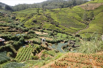 Tea plantations in Nuwara Eliya, Central Province, Sri Lanka, Asia