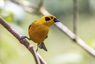 Golden tanager (Tangara arthus), Mindo Forest Reserve, Mindo, Ecuador, South America