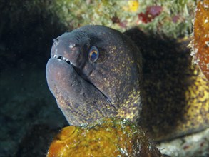 A sooty moray eel (Gymnothorax flavimarginatus) in the ocean looks curiously out of its hiding