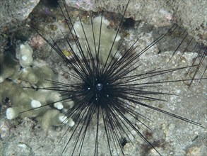 Arbacia lixula with long spines, Diadem sea urchin (Diadema setosum), on sandy seabed, dive site