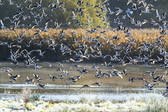 Black-tailed Godwit, Limosa limosa, flock of birds in flight on a winter morning over the marshes