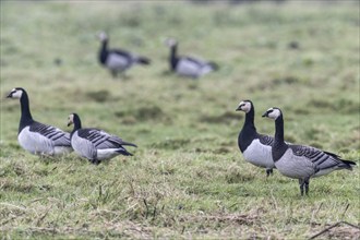 White-fronted Geese, Barnacle Geese (Branta leucopsis), East Frisia, Lower Saxony, Germany, Europe