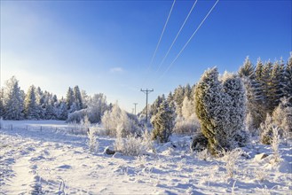 Power line in a beautiful winter landscape by a forest with snow and hoarfrost on a cold day with a