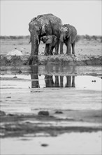 African elephant (Loxodonta africana), mother with young, reflection, drinking at waterhole, black