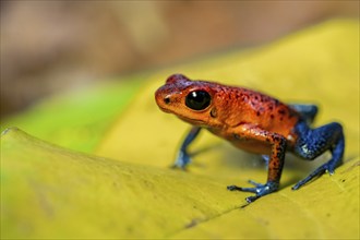 Strawberry frog (Oophaga pumilio) sitting on a yellow leaf, Heredia province, Costa Rica, Central