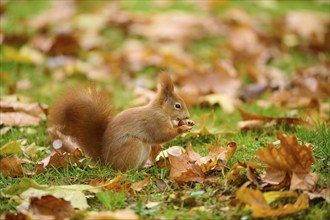 Eurasian squirrel (Sciurus vulgaris), sitting in grass with autumn leaves and holding a nut,