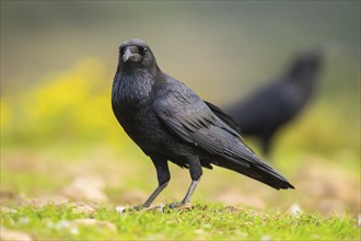 Common raven (Corvus corax) on a flowering meadow in autumn, Pyrenees, Catalonia, Spain, Europe